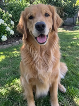 Original golden retriever photo